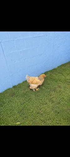 Galinha Brahma