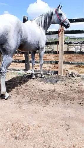 Égua tordilha com 7 anos