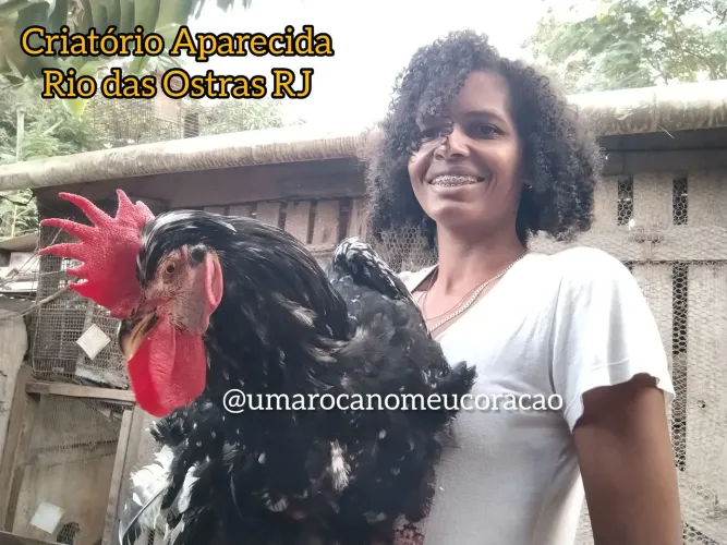 Galinha Sertaneja Balão