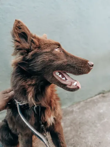 Border Collie