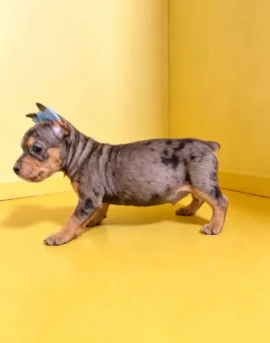 Pinscher macho