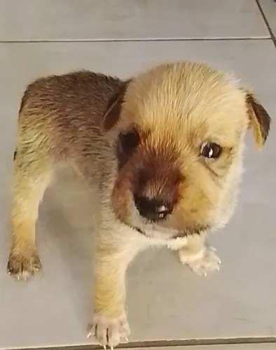 Filhotes Pudelpointer - doação 