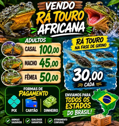 Rá touro