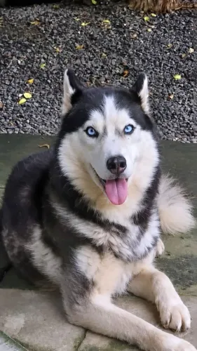 Husky siberiano (adulta)