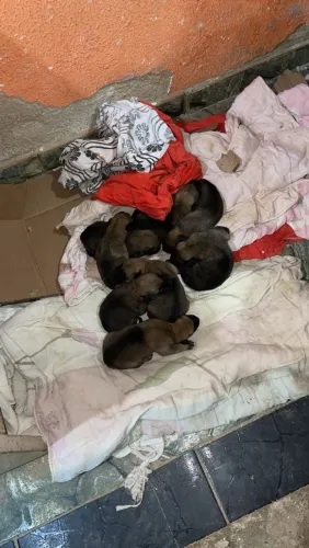 Filhotes de Pastor Malinois disponível