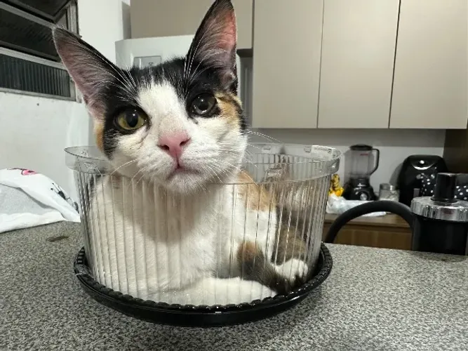 Gata para doação
