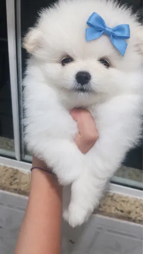 Lulu da pomerania machos