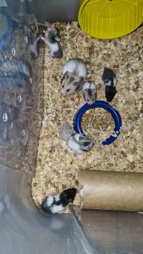 Terrario / hamster sírio