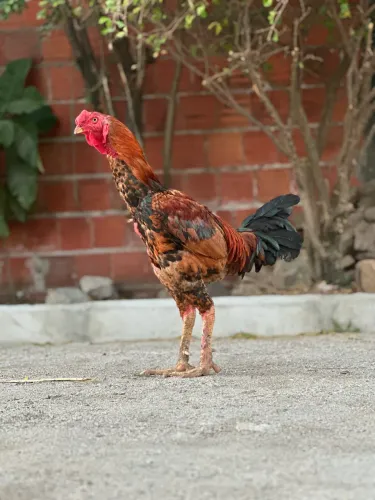 Galo porte grande