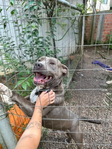 Doa-se Pit  monster blue de 2 anos 