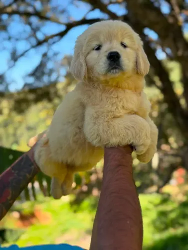Golden Retriever | Filhote com olhar doce