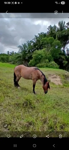 Cavalo rosilio