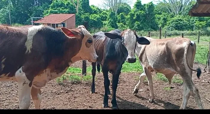 3 bezerros de 11 mês
