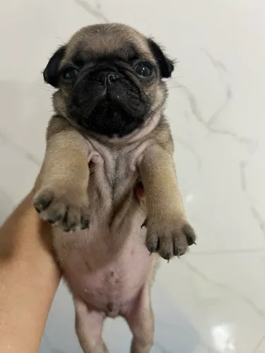 vendo filhotes de pug (1 fêmea e 2 machos)