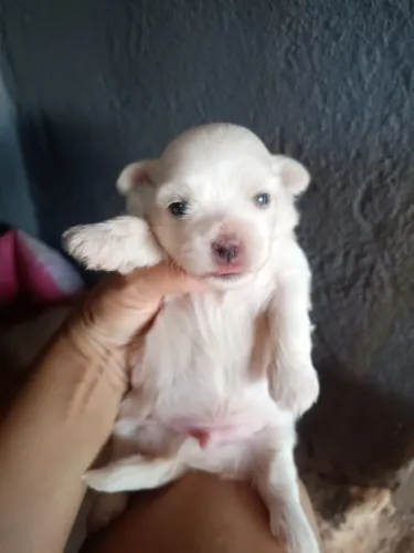 Filhote maltês raça pura