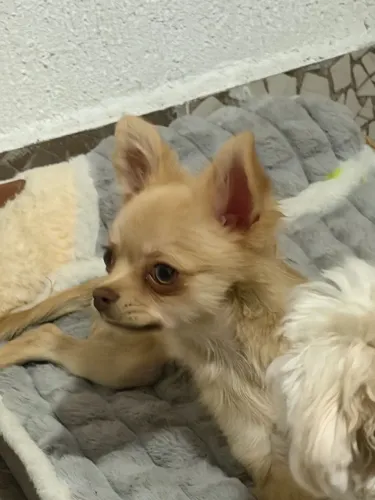 Filhote de chihuahua peludo