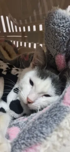 Doação de gata fêmea