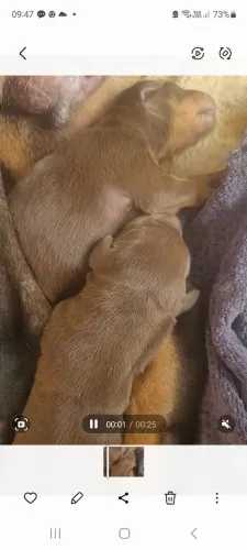 Doberman