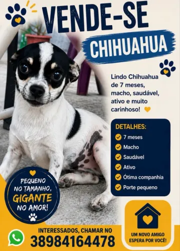 Vende-se cachorro da raça Chihuahua