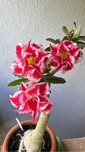 Rosa do deserto variadas