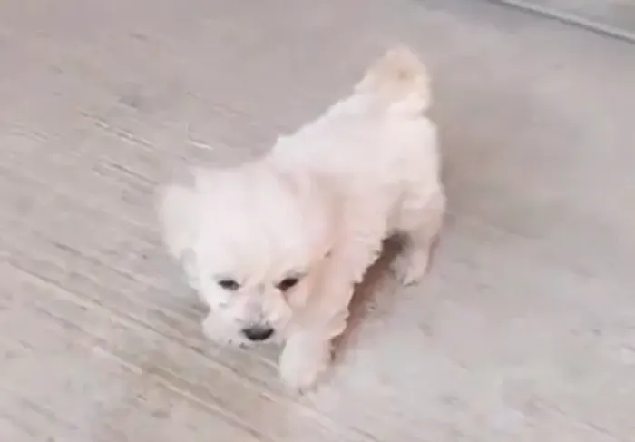 POODLE X MALTES BRANCOS