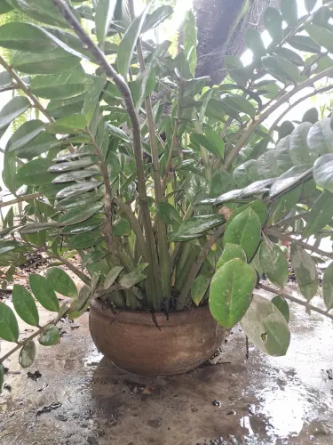 Zamioculca Gigante