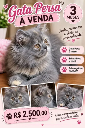 ?Gatinha Persa?