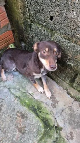 Doa-se cachorra fêmea (Nina)