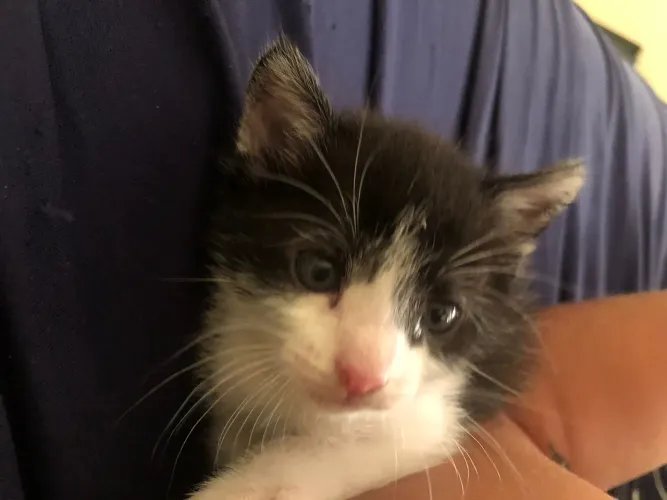 Gato para doação