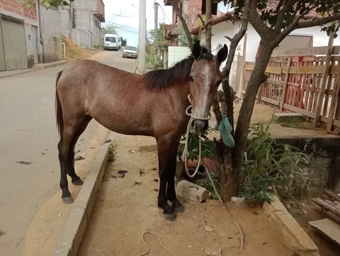 Cavalo