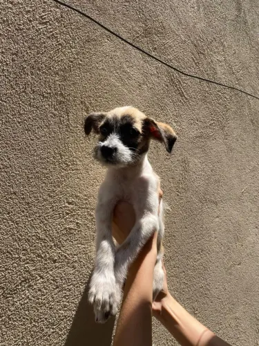 Cachorro Filhote