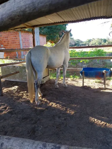 Cavalo Mangalarga Marchador