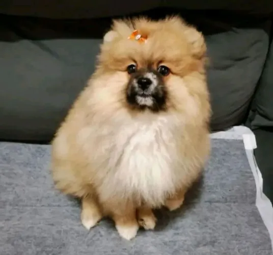SPITZ ALEMÃO FÊMEA LARANJA VERMIFUGADA E VACINADA 