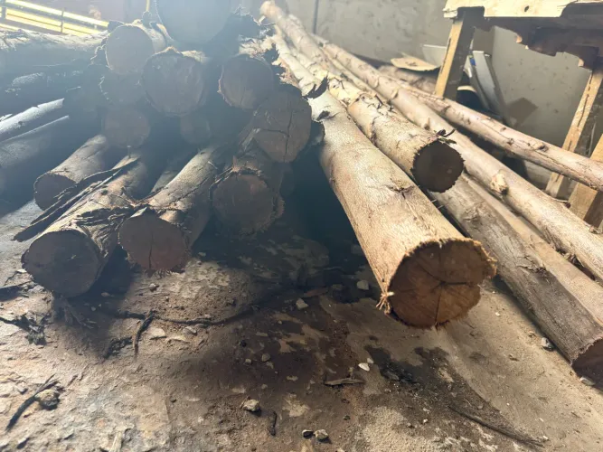 Escoras de Eucalipto 