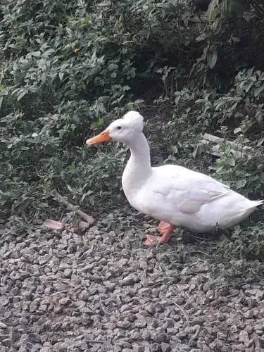 marreco popom macho
