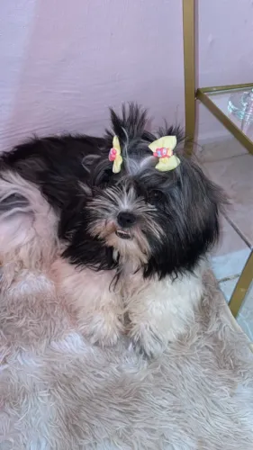 Cachorra Lhasa apso 
