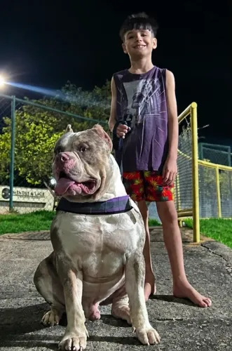 Pitmonster / Brasilian Bull aberto a cobertura 