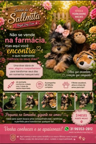 Yorkshire baby face micros ,companheitos perfeitos