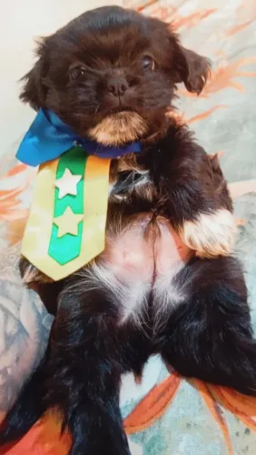 Vendo Shitzu macho