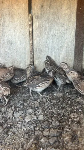 Codornas