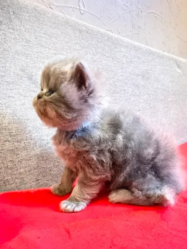 Gato persa