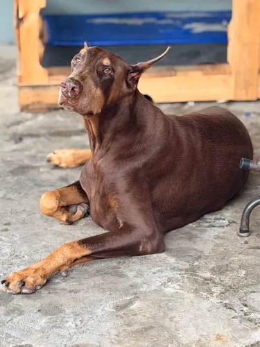 Doberman pais com pedigree