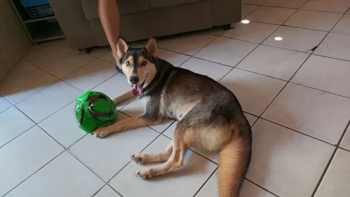 Husky siberiano fêmea (1 ano)