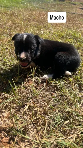 Filhote de border collie puro