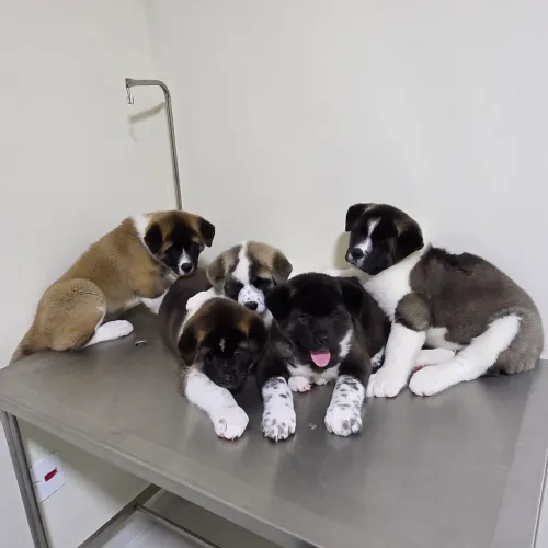 Filhotes de Akita Americano