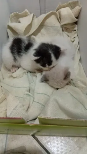 Doação responsável de 2 gatinhas resgatadas