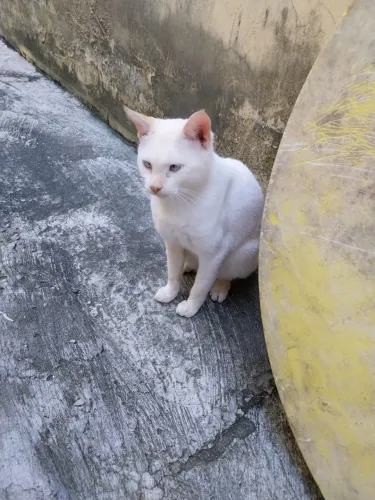 Gato Adoção.