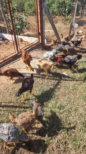 Frangos caipira