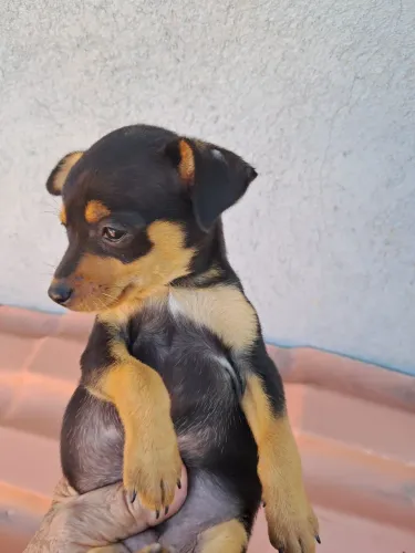 Vendo uma cachorrinha pinscher  fêmea,2 meses,já come ração, e é  acostumada a ficar presa
