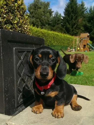 Bebezinho dachshund/teckel/basset/salsicha/cofap dócil e saudável